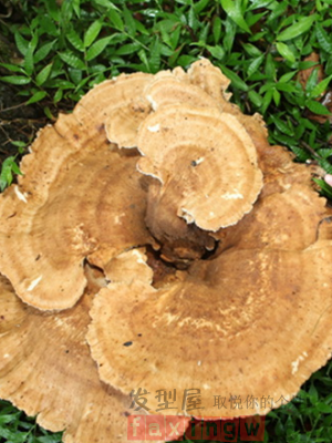 雲南現巨型蘑菇 可謂是“菌王”