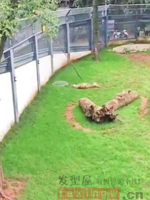 昆明動物園兩虎相鬥 一隻身亡