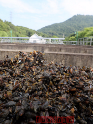 西湖撈起海瓜子，最關心的還是能吃嗎？