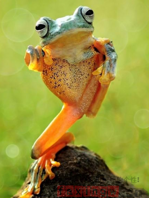 印尼“功夫”樹蛙打自衛拳 真是太逗了