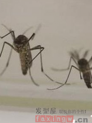 瀘州蚊子被熱死 網友調侃自己差不多也和蚊子一樣了
