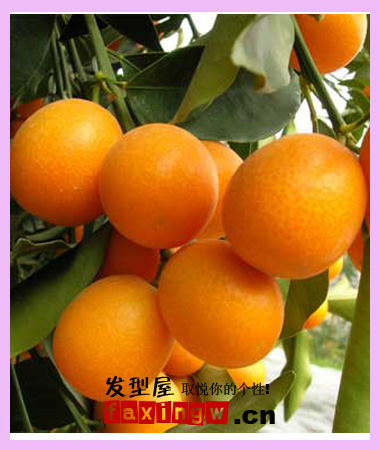 掉頭髮吃什麼水果好 對頭髮好的水果大盤點